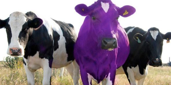 A black and white cow stands on either side of a purple cow in a field
