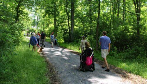 A group of over 15 people are walking and rolling along a wide sensory trail in a lush green woods at Hudson Crossing Park.