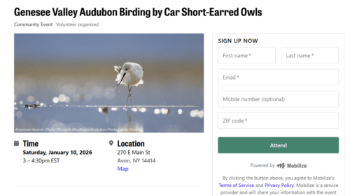 Sign up form for a GVAS Birding By Car event in Avon NY