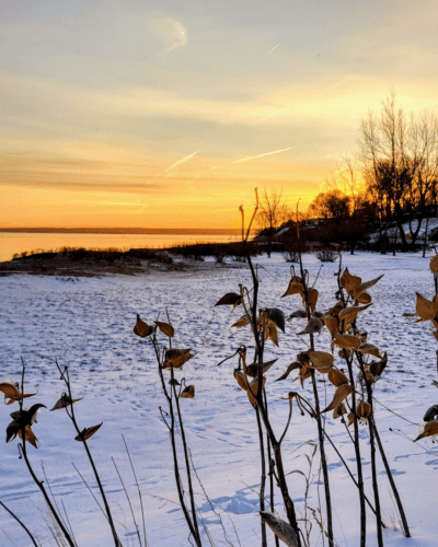 Dried butterfly weed in the foreground and a snowy field in the background with yellow morning sky as the sun rises along a lakeshore