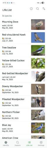 A screenshot of a list of birds with a small photo and name of each from a Merlin app