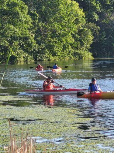 Alt text: Four kayakers paddle single-file along a green, tree-lined shoreline in warm evening light.In the news
