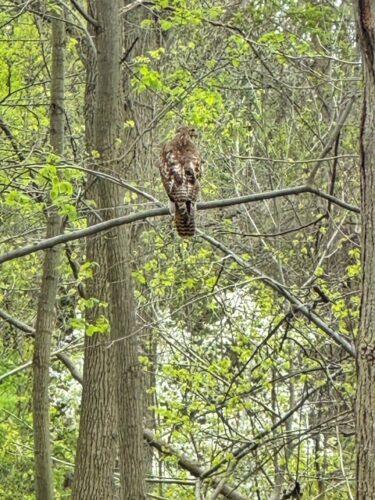 A large brown hawk sits on a branch in a densely wooded forest area.