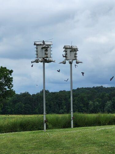 A cloudy sky is the backdrop for two martin bird houses on very tall poles in front of a large expanse of green meadow and dark green forest